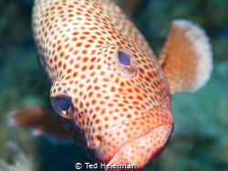 Great close up from friendly fish in Garden of the Queens... by Ted Heierman 